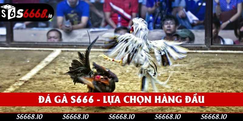Đá gà S666 trở thành lựa chọn hàng đầu Đá gà S666 trở thành lựa chọn hàng đầu
